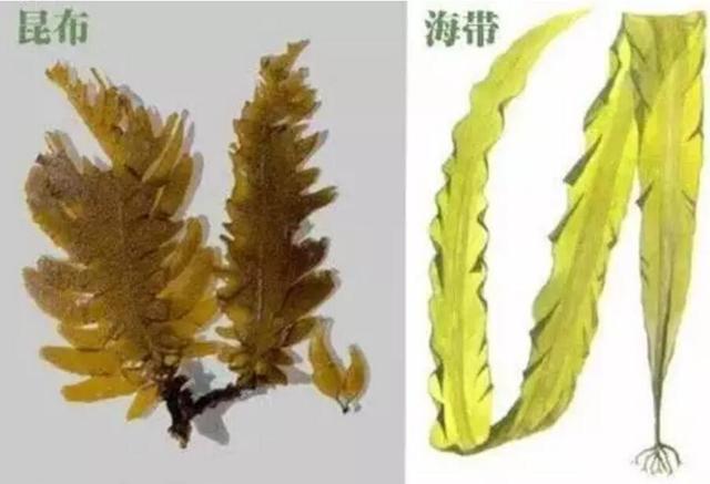 昆布是什么
:海带和昆布有什么区别？