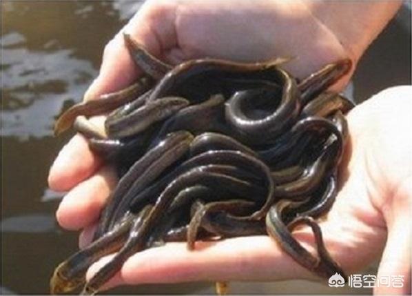 泥鳅养殖视频
:泥鳅如何养殖？在养殖过程中要注意哪些问题？