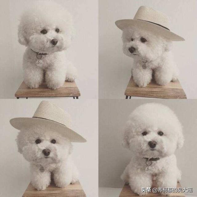 卷毛比雄犬
:比熊都是卷毛吗？为什么呢？