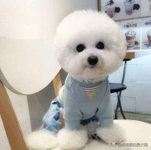 卷毛比雄犬
:比熊都是卷毛吗？为什么呢？