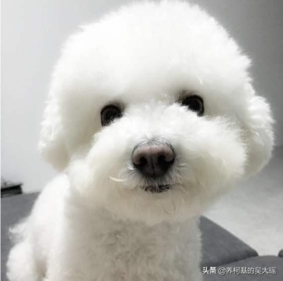 卷毛比雄犬
:比熊都是卷毛吗？为什么呢？