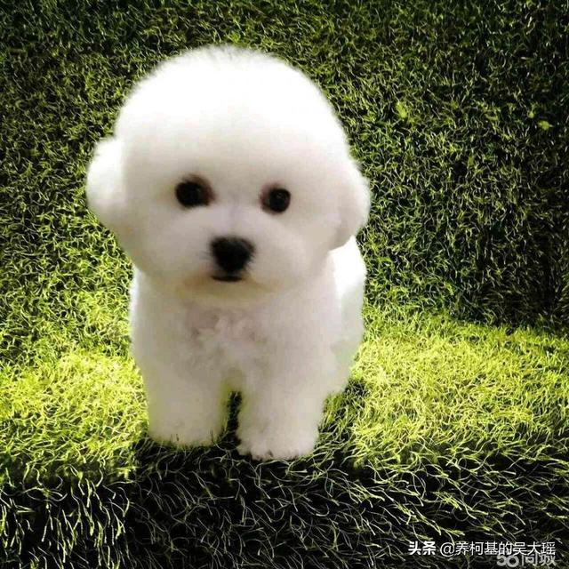 卷毛比雄犬
:比熊都是卷毛吗？为什么呢？