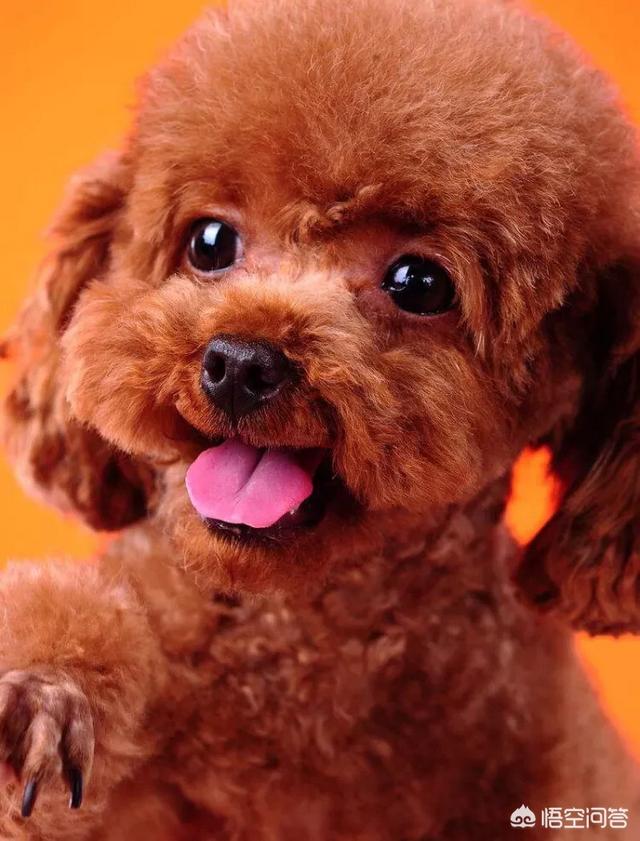适合家养的小型犬
:哪款小型犬比较好养？