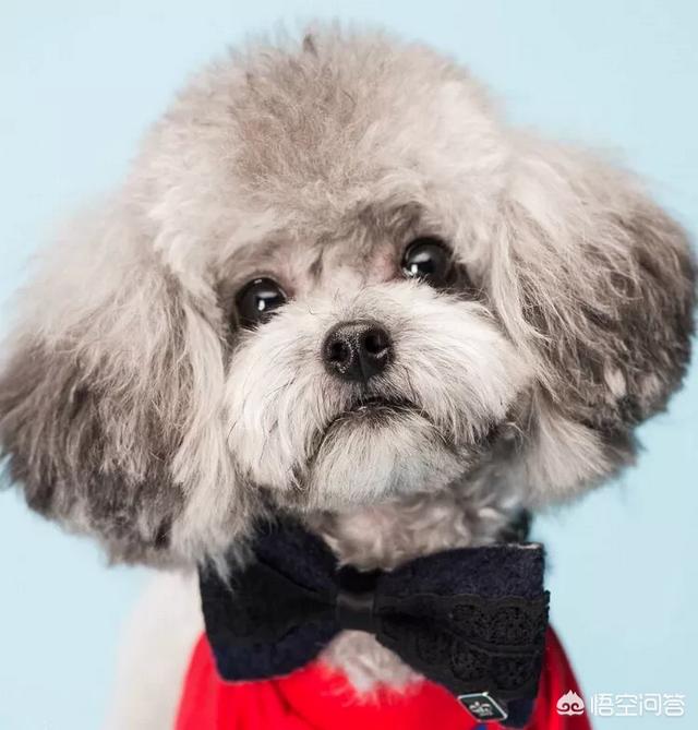 适合家养的小型犬
:哪款小型犬比较好养？