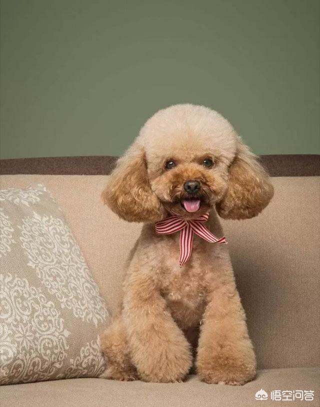 适合家养的小型犬
:哪款小型犬比较好养？