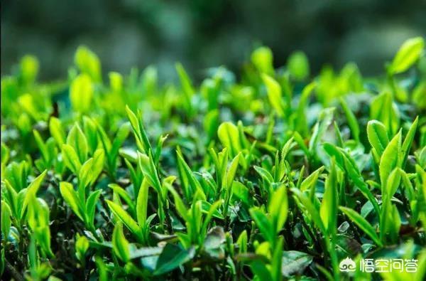 茶叶品牌推广
:精准扶贫如何推广茶叶品牌？