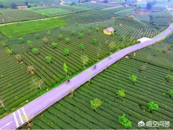 茶叶品牌推广
:精准扶贫如何推广茶叶品牌？