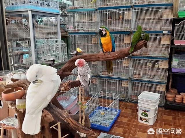 动物园饲养员
:如果你喜欢养小动物，让你辞职去动物园当饲养员，拿着比你现在低的工资，你会怎么选？