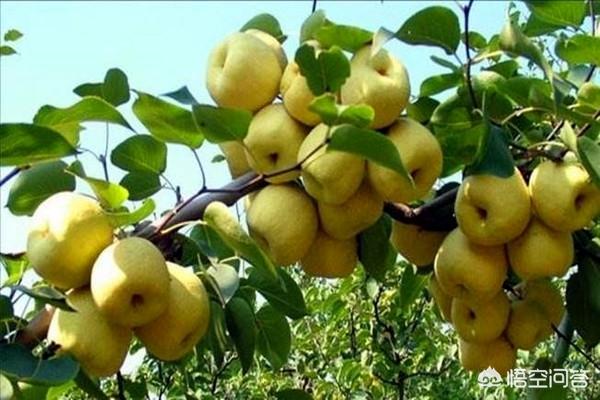 砀山县属于哪个市
:砀山县的地方美食有哪些？