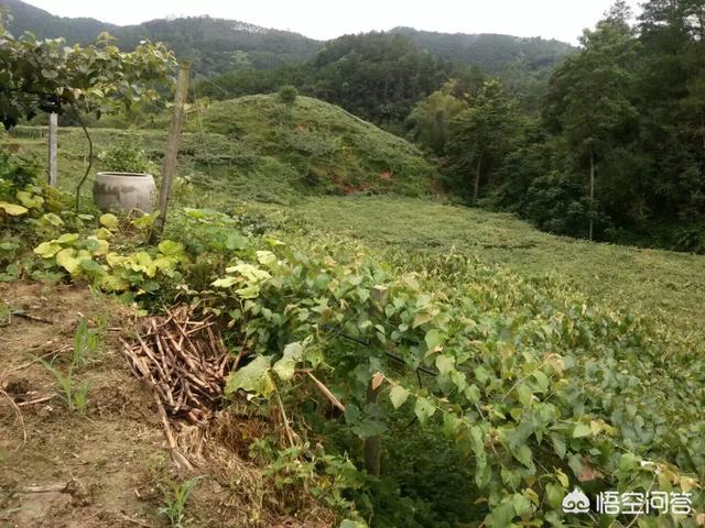 国家扶持项目
:国家扶持的养殖项目有哪些?农村养殖业什么最赚钱？