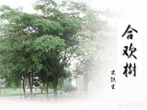 我与地坛主要内容
:你觉得《我与地坛》哪里写的好？