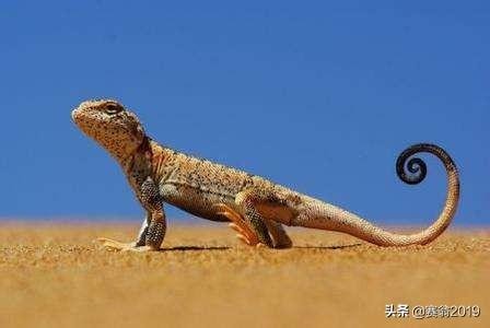 爬行动物有哪些
:什么是爬行动物？