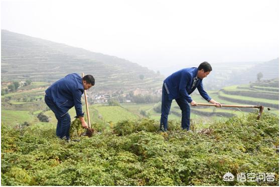 农业种植项目
:中药材种植是农业项目吗？