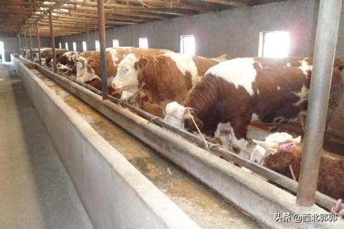 肉牛繁殖
:繁殖牛和肉牛饲养哪个更赚钱？