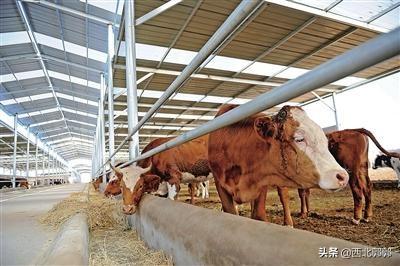 肉牛繁殖
:繁殖牛和肉牛饲养哪个更赚钱？