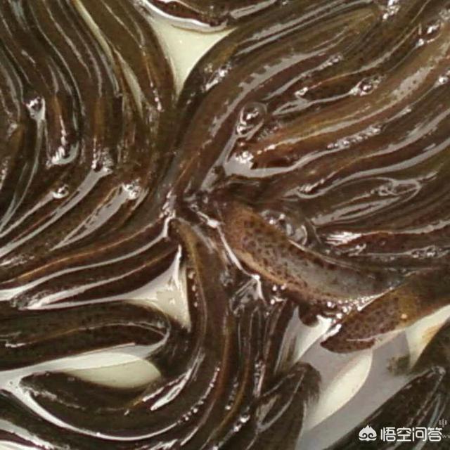 泥鳅怎么杀
:怎么炸泥鳅？