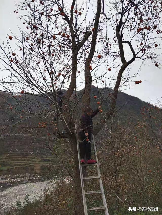 如何制作网络平台
:有没有专门销售农产品的网络平台啊?做的如何呀？