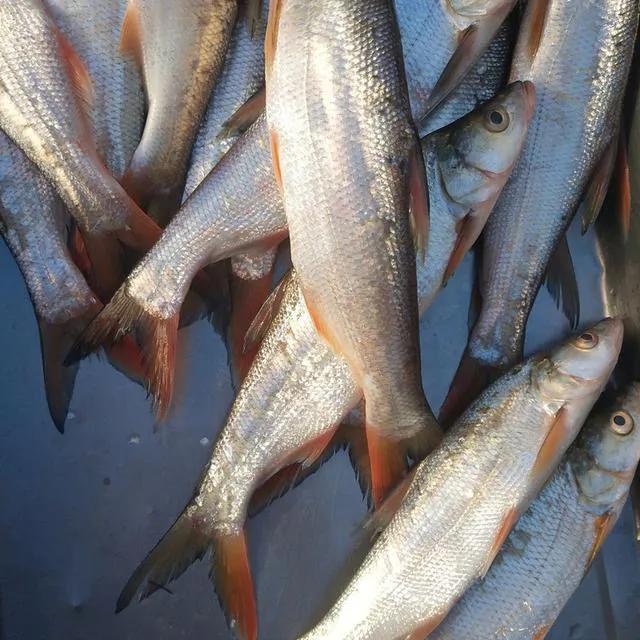 羊排怎么炖好吃
:羊排肉怎样炖才好吃？