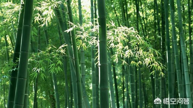 加工好项目
:农村都有什么市场前景好的加工项目（不包括食品加工）？