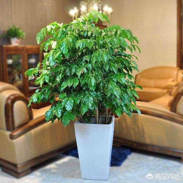 搬家送什么礼物比较好
:乔迁送什么礼品？