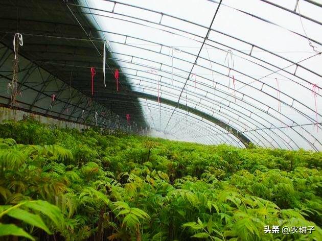 种植什么赚钱
:大棚种植，现在种什么最赚钱？