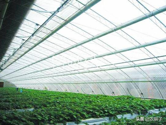 种植什么赚钱
:大棚种植，现在种什么最赚钱？