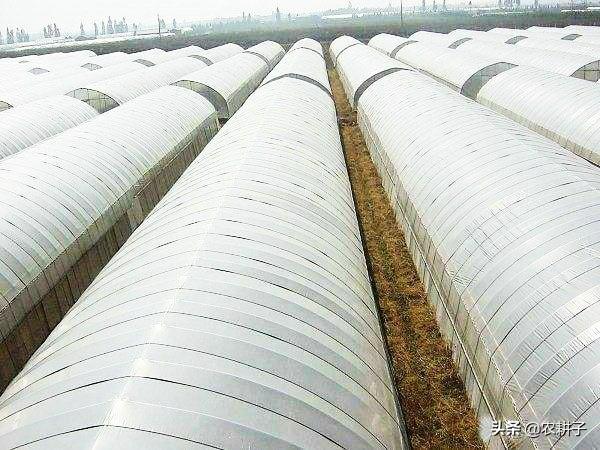种植什么赚钱
:大棚种植，现在种什么最赚钱？