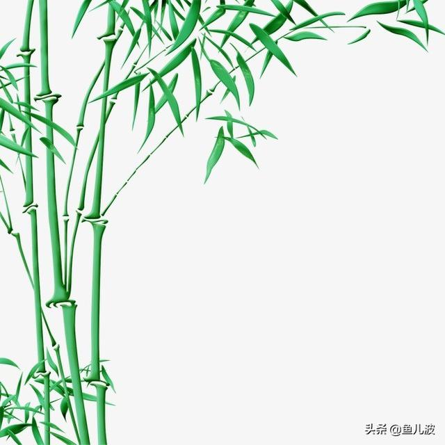 竹子的拼音怎么写
:竹子代表什么？