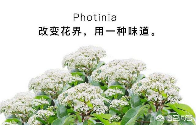 石楠花花语
:为什么有许多学校要种植石楠花？