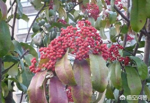 石楠花花语
:为什么有许多学校要种植石楠花？