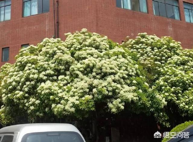 石楠花花语
:为什么有许多学校要种植石楠花？