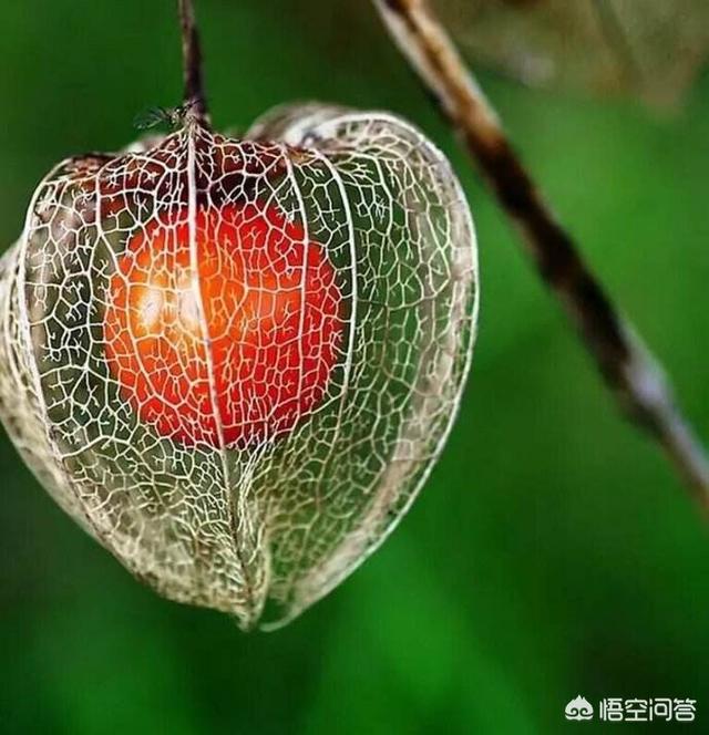 白莲花什么意思
:有人说林黛玉是白莲花，你怎么看？