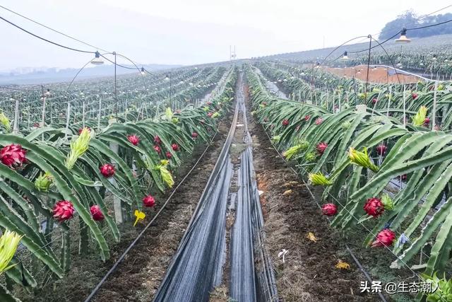 新型小投资项目
:现在农业县域有哪些新型农业项目可以投资？