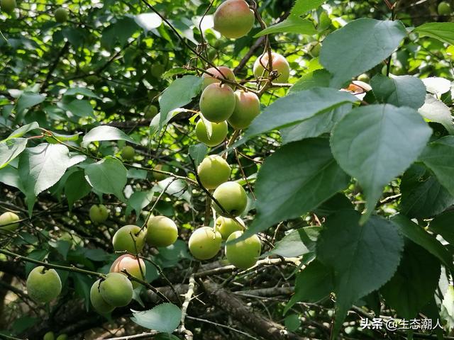 新型小投资项目
:现在农业县域有哪些新型农业项目可以投资？