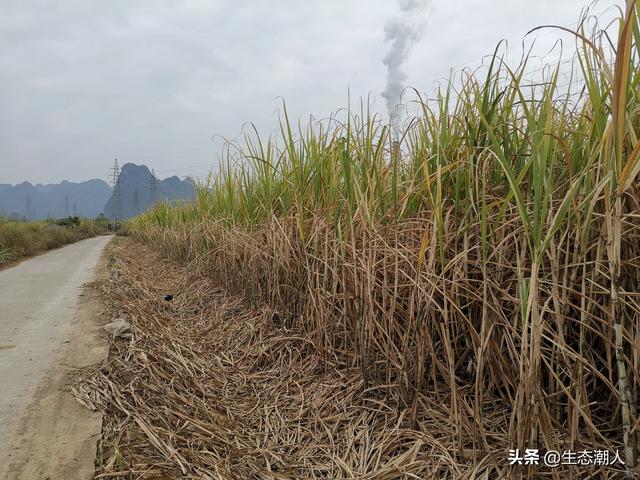 新型小投资项目
:现在农业县域有哪些新型农业项目可以投资？
