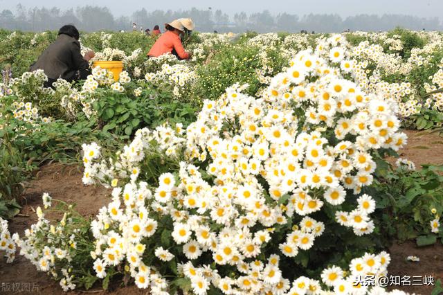 农村药材种植
:在农村，种植药材好还是种植庄稼好？