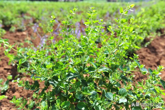 农村药材种植
:在农村，种植药材好还是种植庄稼好？