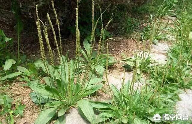 路小遗
:农村路旁常见的车前草，竟然成了宝贝，它究竟有什么作用？