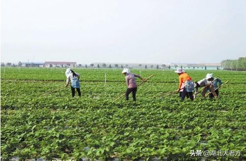 致富项目种植
:有哪些适合农村空房子种植的致富项目？具体说说如何种植和管理？