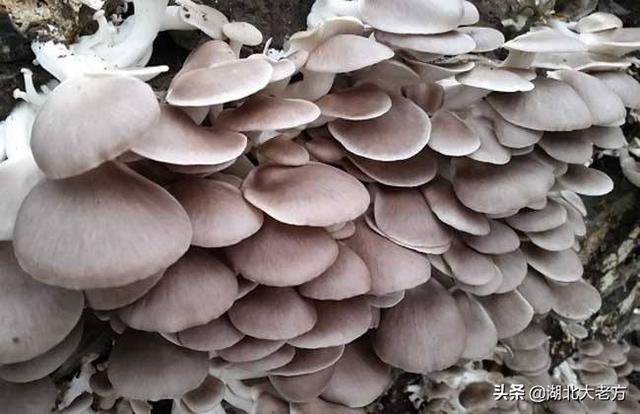 致富项目种植
:有哪些适合农村空房子种植的致富项目？具体说说如何种植和管理？