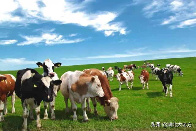 致富项目种植
:有哪些适合农村空房子种植的致富项目？具体说说如何种植和管理？