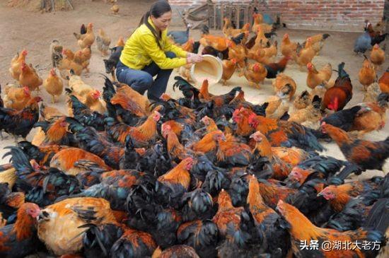 致富项目种植
:有哪些适合农村空房子种植的致富项目？具体说说如何种植和管理？