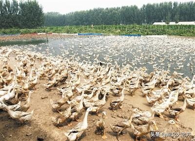 致富项目种植
:有哪些适合农村空房子种植的致富项目？具体说说如何种植和管理？