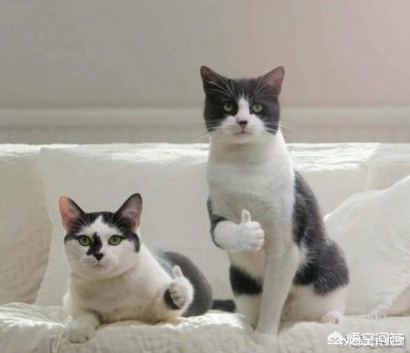 拼多多模式
:怎么看拼多多的模式？