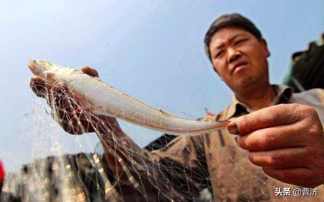 什么鱼最好吃
:中国最好吃的鱼是什么鱼？