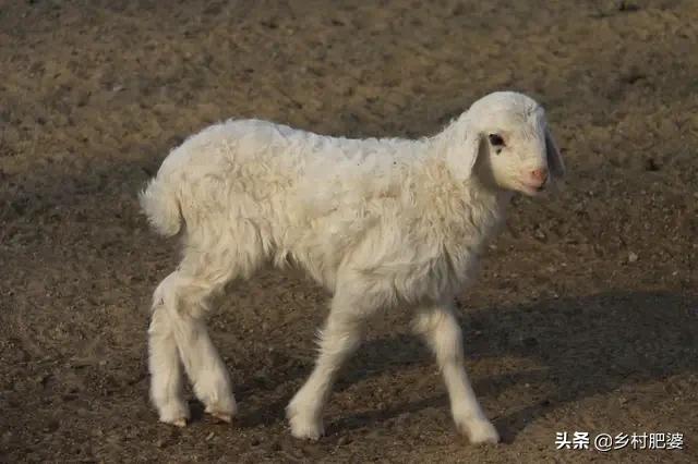 养殖什么好养又赚钱
:在农村搞养殖养羊和养牛哪个好养又赚钱？