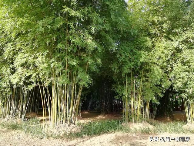 人间正道是沧桑的意思
:人间正道是沧桑，“沧桑”是什么意思？