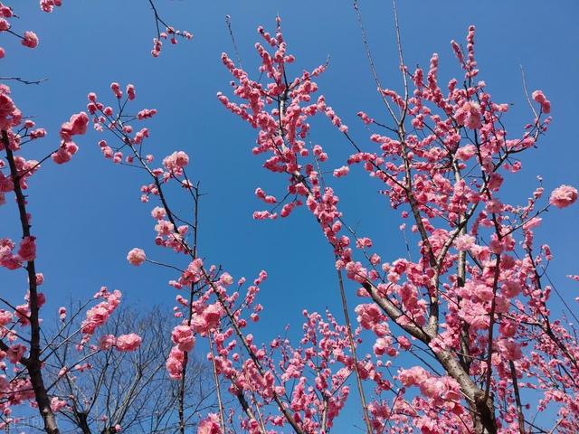 今日雨水
:雨水节气到，下雪好不好？俗语农谚预测年景，有啥预兆？