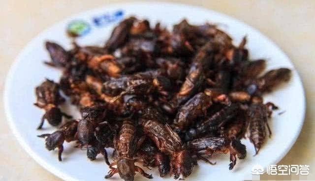 十大害虫
:农村有一种叫“黄狗仔”的昆虫一斤卖数百元，到底是什么东西，有什么用？