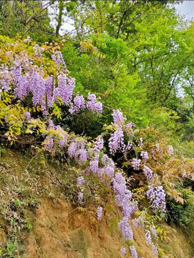 春天开的常见的花
:春暖花开，你能写出多少春天里开的花名来？